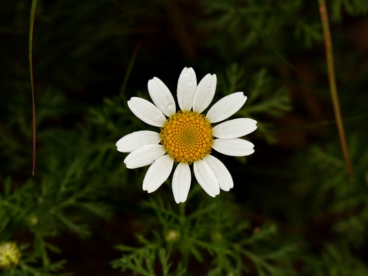 {Tanacetum cinerariifolium}